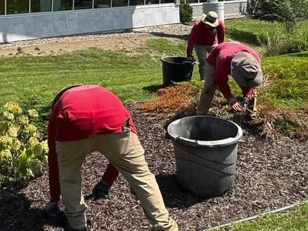 Madison Landscaper - Yard Weeding