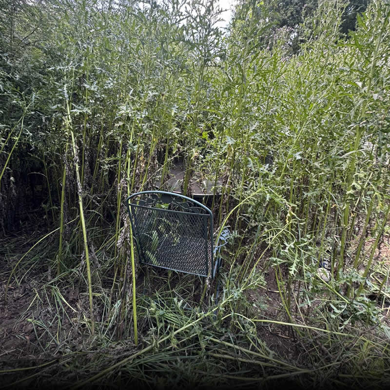 Weed Control & Fertlization Services in Madison WI